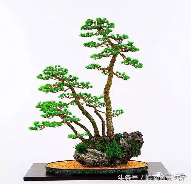 云中松——仰观天宇，俯察尘寰