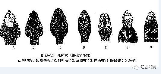 家里进入眼镜蛇怎么办,家里进小红蛇怎么办