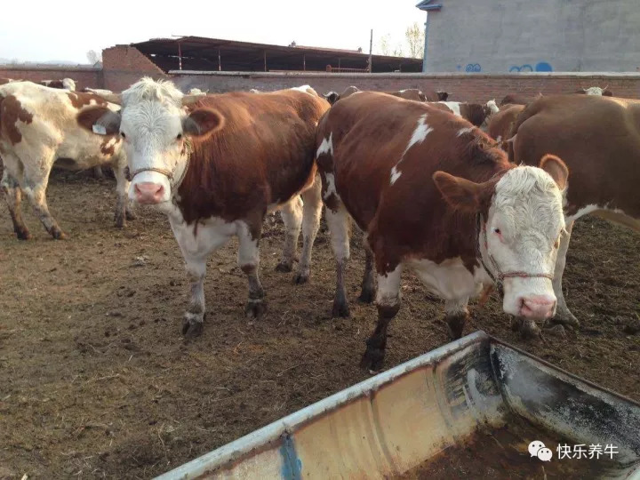 养牛兽医知识,高山养牛知识