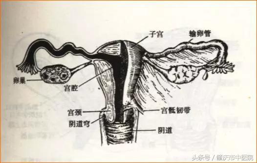 妇科小知识妇科,查输卵管是否堵塞怎么查