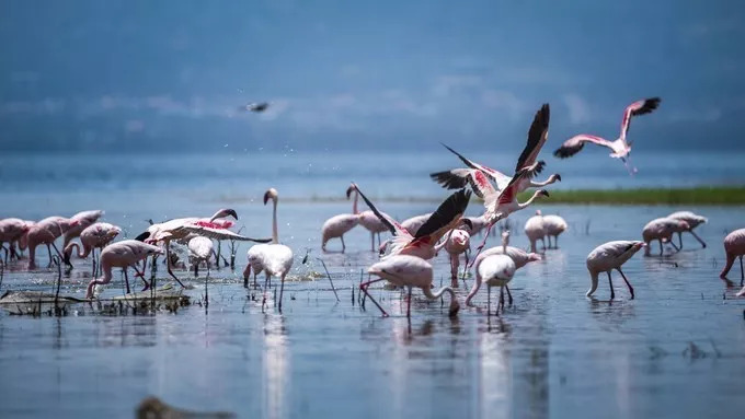 最恐怖的拍摄经历｜我在非洲被长颈鹿强吻了……