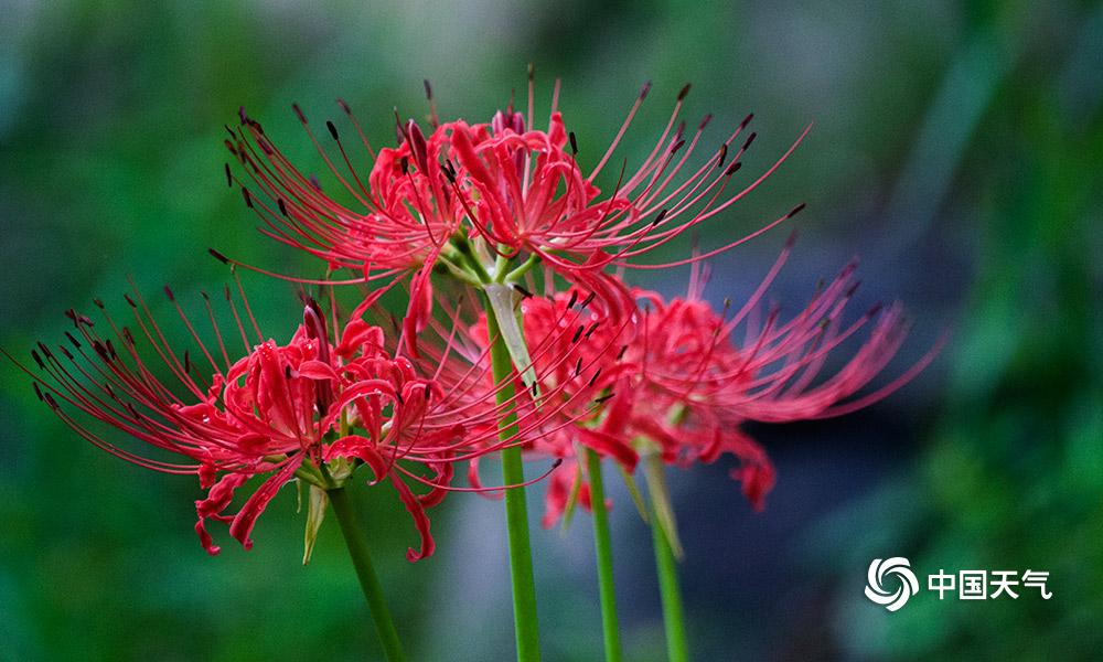 重庆主城哪里可以看曼珠沙华 (雨中的曼珠沙华)