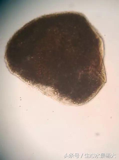 观赏鱼白点病严重吗,观赏鱼白点病一招解决