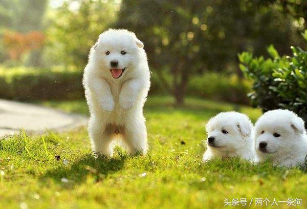 萨摩耶原来是干什么的,萨摩耶大型犬狗狗的行动代表什么