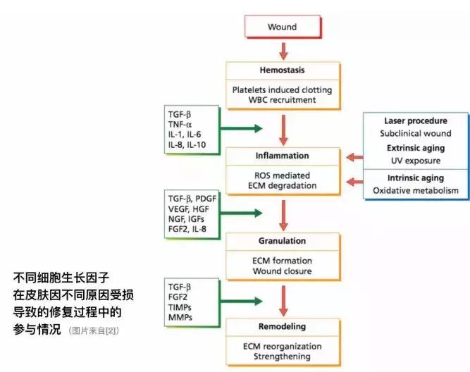 一支冻干粉6瓶精华,一支冻干粉6瓶精华液