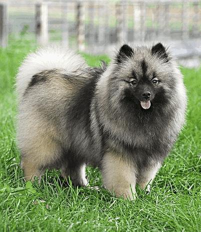 荷兰毛狮犬有几种,荷兰毛狮犬能长到多大