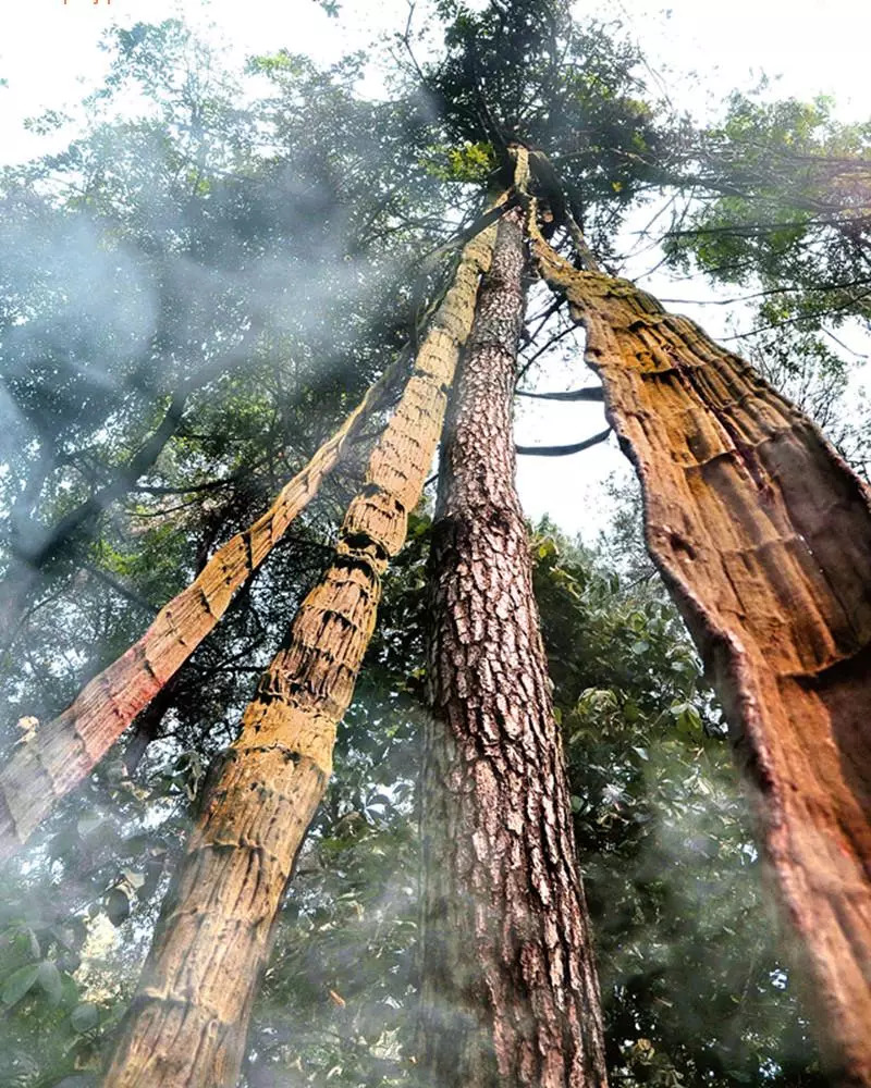 璇椾汉寮犵窘,寮犵窘姹熻タ