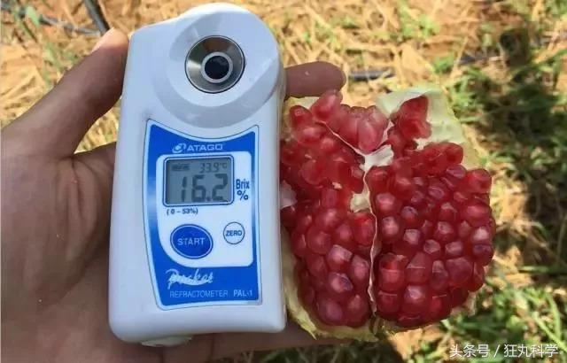 这是一个懂事的石榴，已经学会自己吐籽了