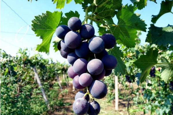 北京密云免费游玩有山有水的地方,密云夏季景区门票优惠政策