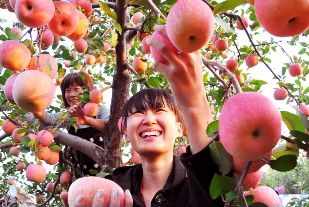 烟台苹果节大赛,烟台苹果节第几届