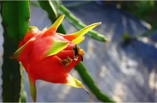 烟台苹果节大赛,烟台苹果节第几届