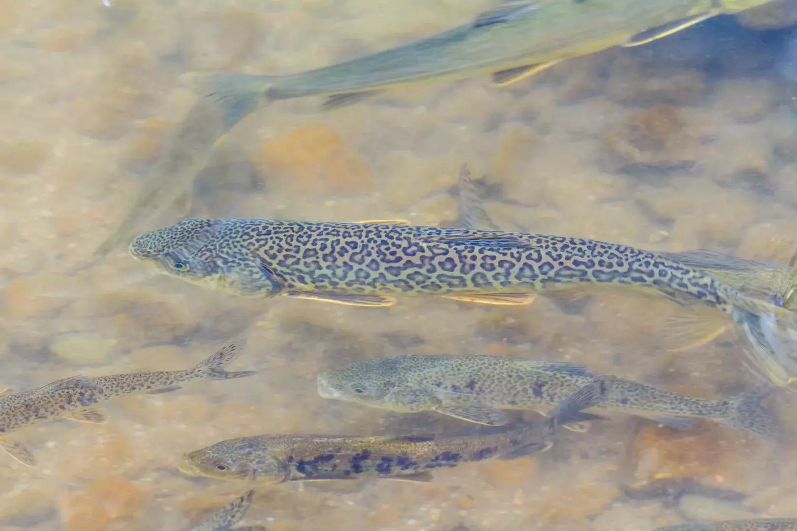 年宝玉则神山,年宝玉则天堂湖