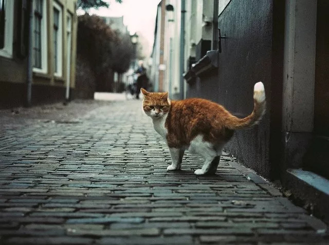 猫会自己治愈吗,猫可以自己治愈吗