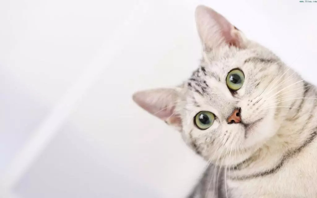 猫会自己治愈吗,猫可以自己治愈吗