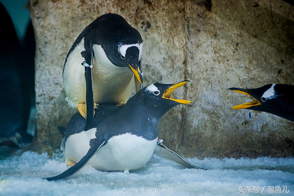大连极地企鹅,南极企鹅求婚视频
