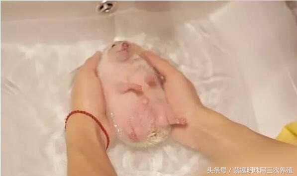 刺猬养殖攻略,刺猬养殖入门必知