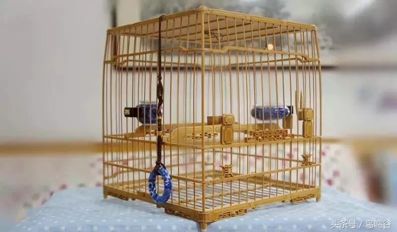 上班族如何养绣眼,绣眼鸟的日常护理