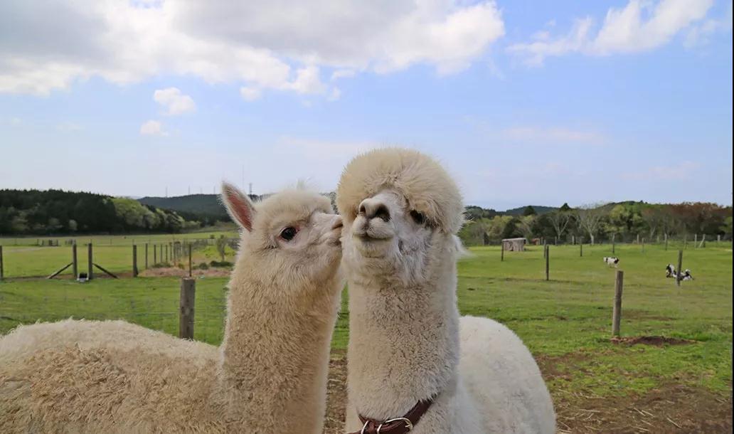 亲子牧场推荐,亲子牧场有哪些