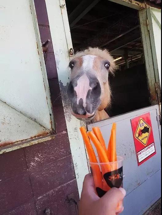 亲子牧场推荐,亲子牧场有哪些