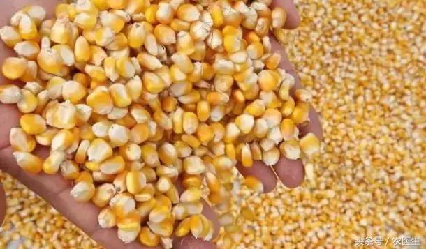 卖玉米太干怎么加水,卖玉米怎么看秤不被骗