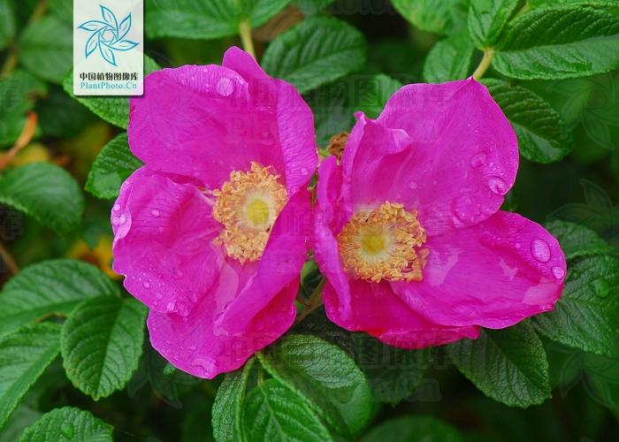 月季香槟玫瑰,月季玫瑰蔷薇你分得清吗