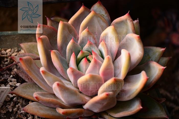 月季香槟玫瑰,月季玫瑰蔷薇你分得清吗