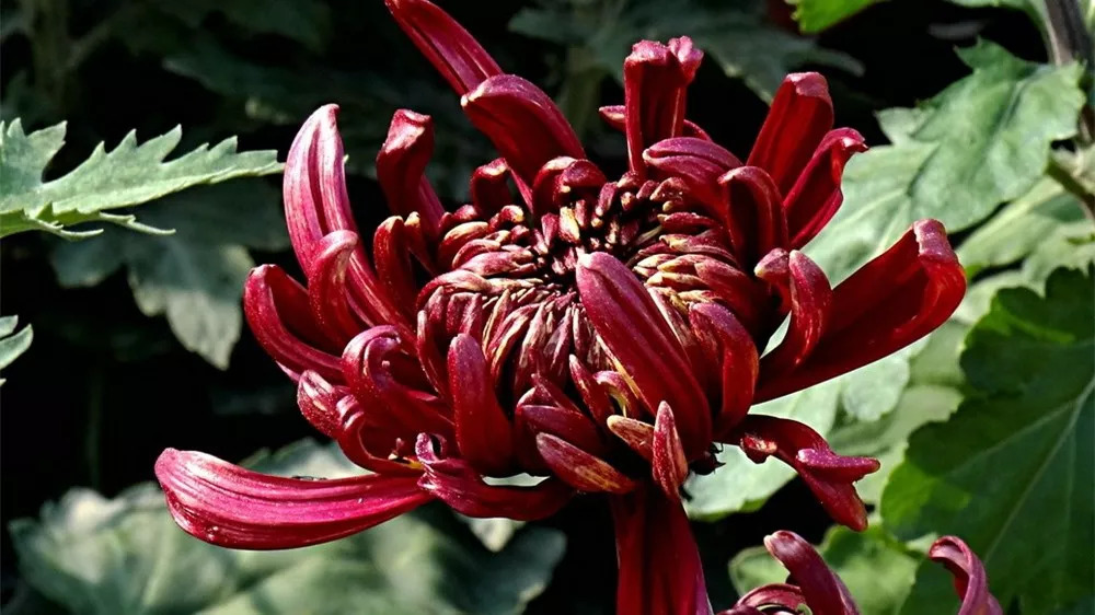 秋日赏菊30张菊花图美到心醉,美到令人心醉的菊花图片