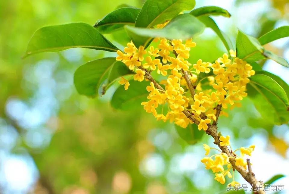 南京市放假,南京放假通知最新发布