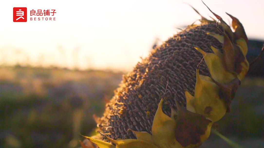 良品铺子发展能力分析,一粒瓜子的质量