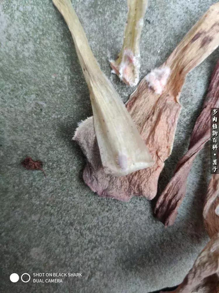 凉风至白露降寒蝉鸣下一句,夏天多肉小白虫消灭方法