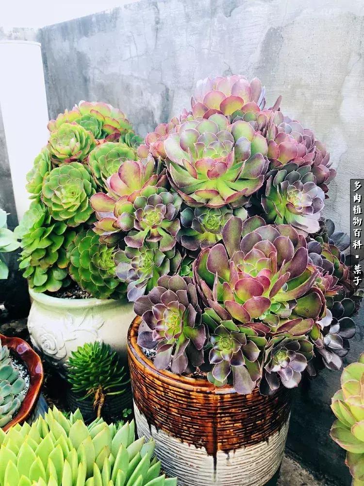 凉风至白露降寒蝉鸣下一句,夏天多肉小白虫消灭方法