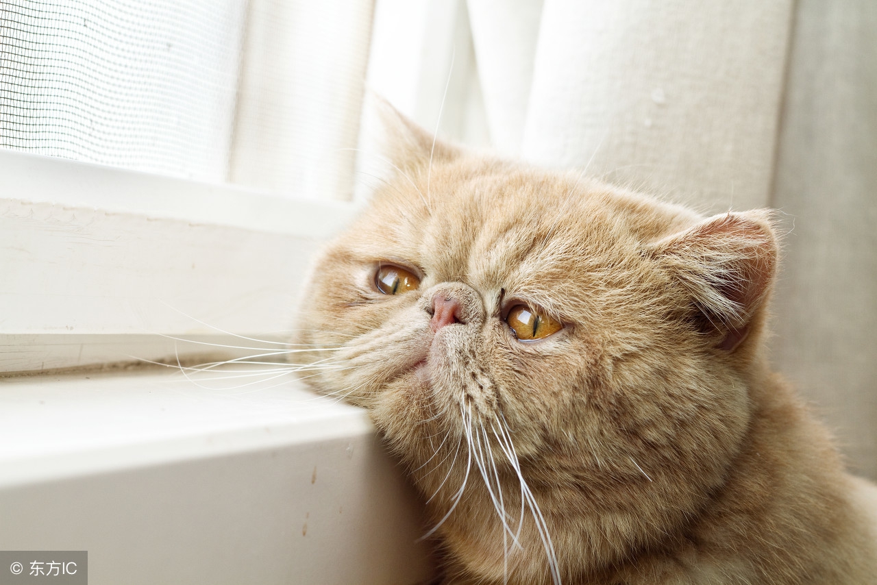 12年125倍，怪兽饮料背后的男人投资价值几何