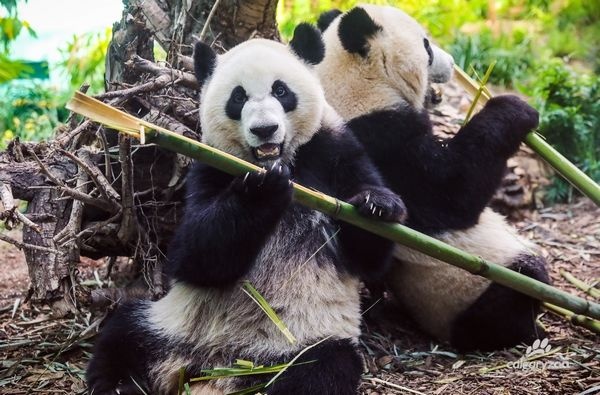 你见过熊猫的视频,限量版的熊猫金币