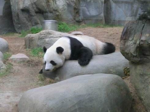 你见过熊猫的视频,限量版的熊猫金币