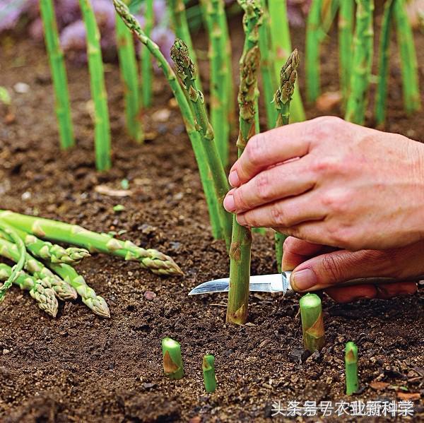 芦笋一年能采摘多少次,芦笋真的是一年四季采摘的吗