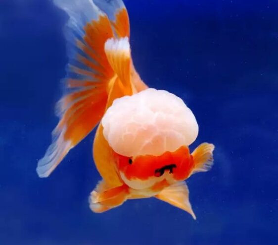 观赏鱼细菌性肠炎是什么,观赏鱼肠炎怎么判断治没治愈