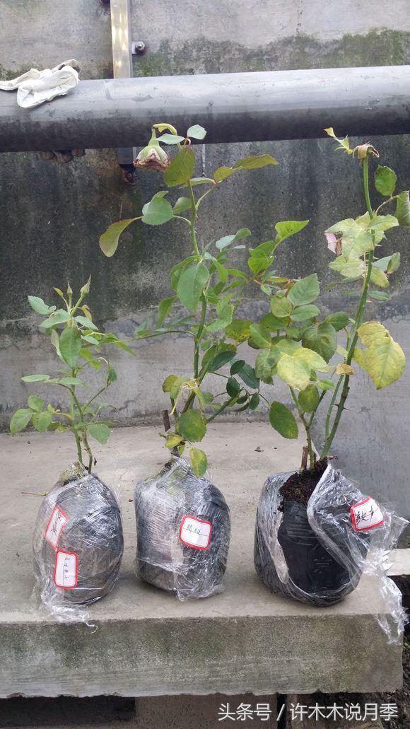 网购月季花黄叶怎么办,网购的月季小苗怎么处理