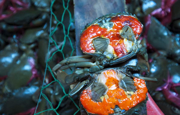 秋季肥美大闸蟹的吃法,金秋美食大闸蟹
