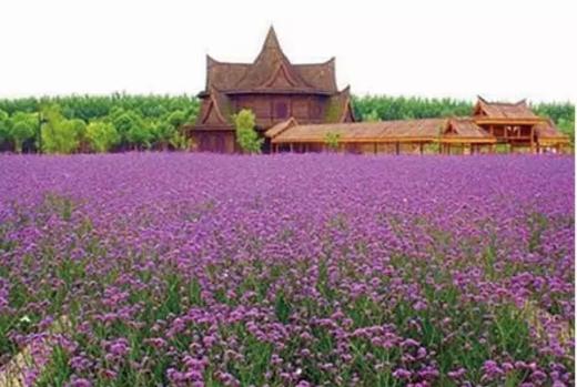 上海周边文化：太仓园花园，崇明岛，宜兴竹海，很有深意的文化