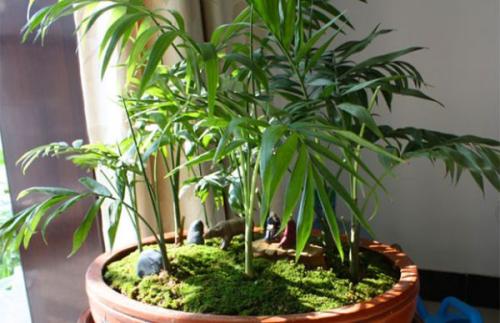 水培袖珍椰子叶尖发黄,袖珍椰子发黄怎么办