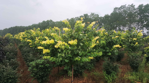 浙江长兴苗木展会,2020中国长兴苗木大会