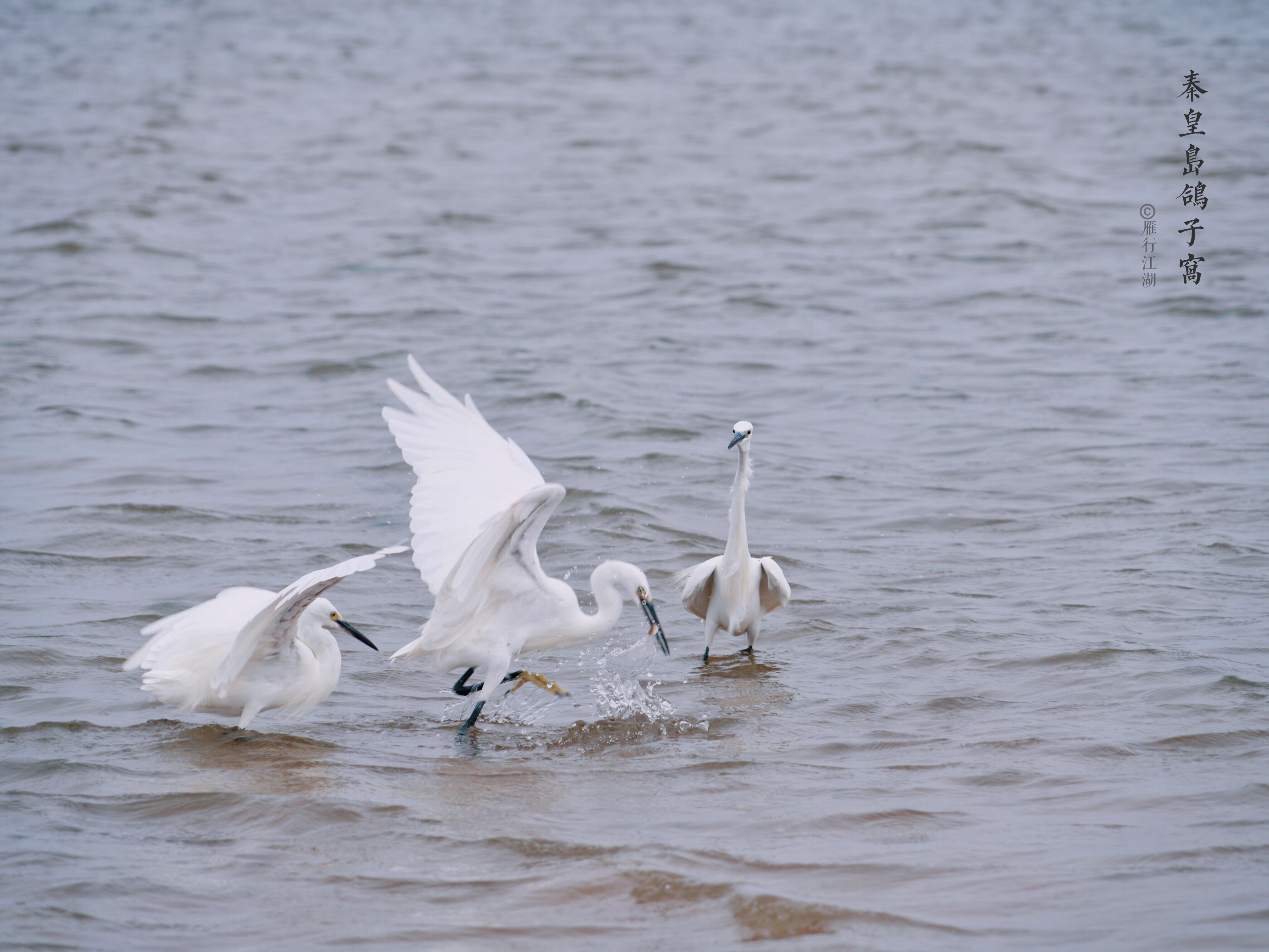 秦皇岛鸽子窝看日出攻略,秦皇岛动物园到鸽子窝