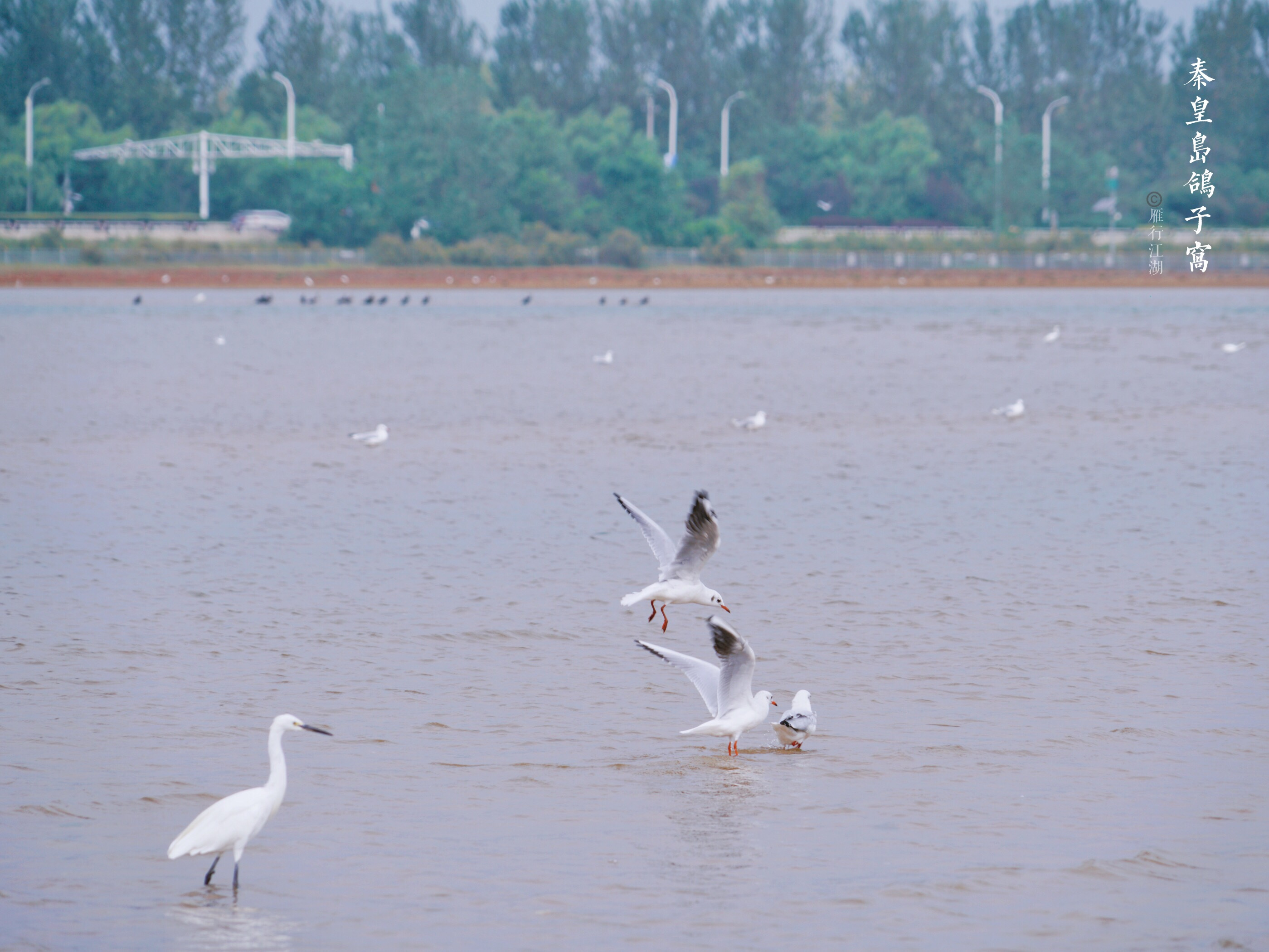 秦皇岛鸽子窝看日出攻略,秦皇岛动物园到鸽子窝