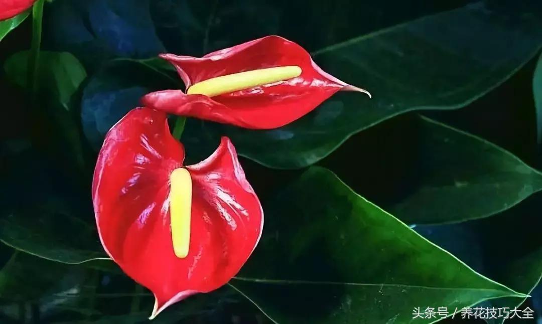 红掌红叶未打开发黑焦干怎么回事,红掌为什么养了三年叶子发黄