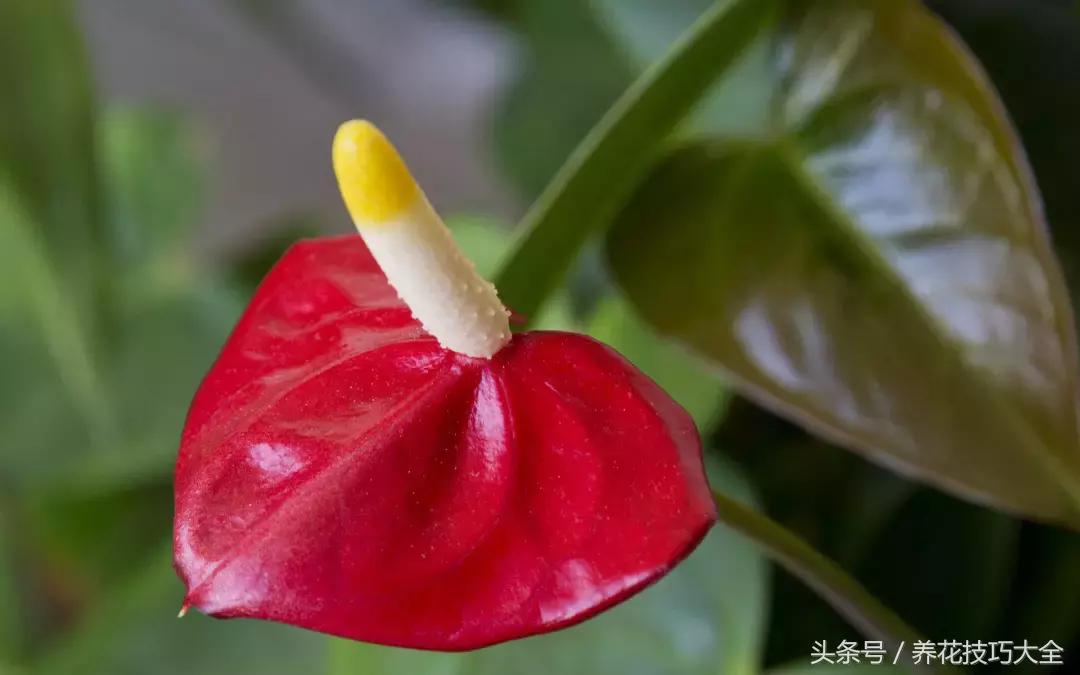 红掌红叶未打开发黑焦干怎么回事,红掌为什么养了三年叶子发黄