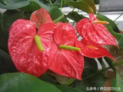 红掌红叶未打开发黑焦干怎么回事,红掌为什么养了三年叶子发黄