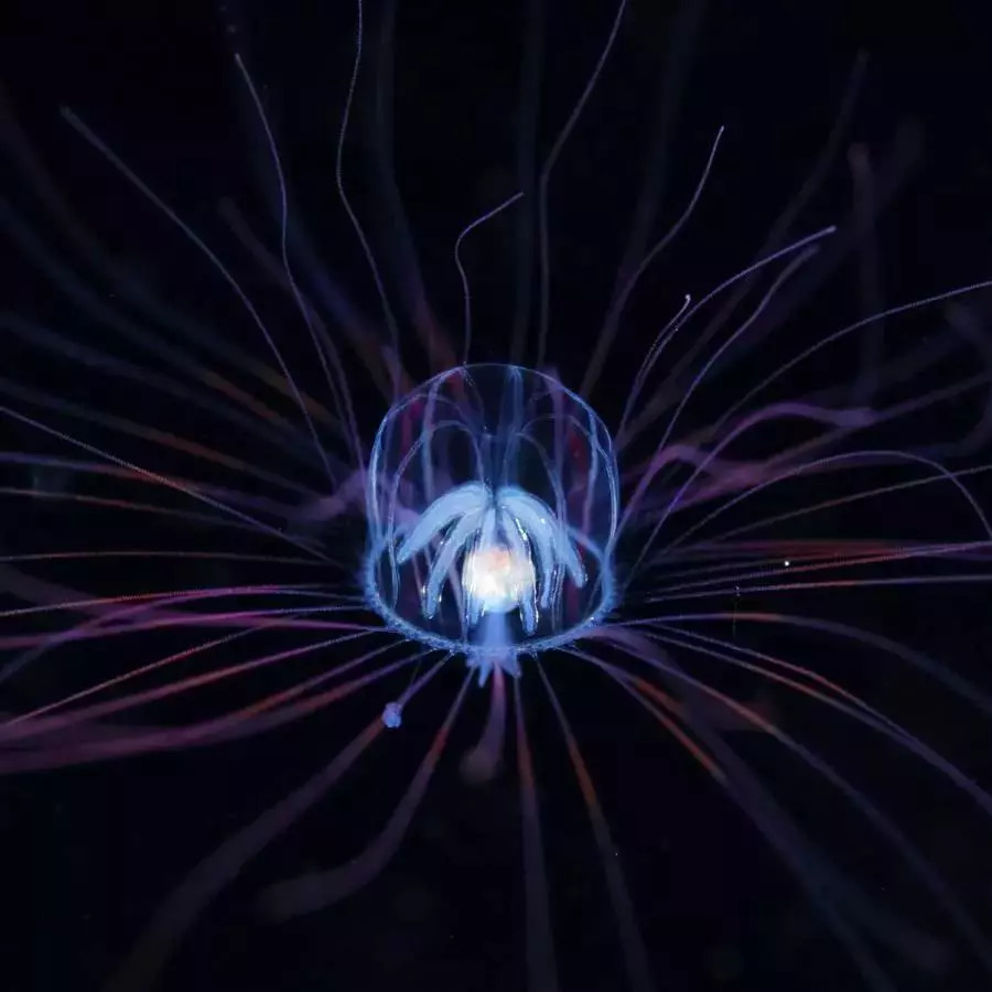 岛国摄影师拍摄深海神秘生物，获国家地理大奖