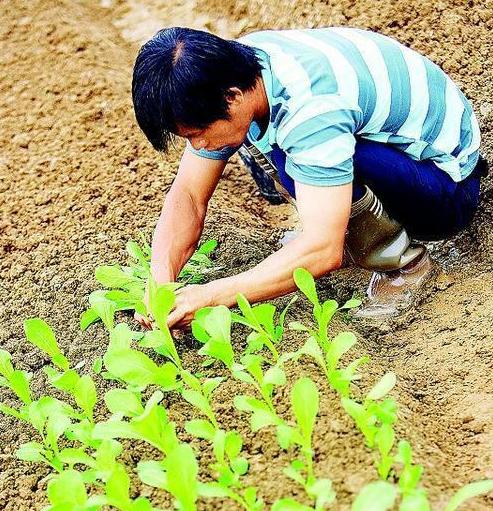 蔬菜幼苗枯萎了怎么救活,蔬菜苗移植蔫了怎么恢复