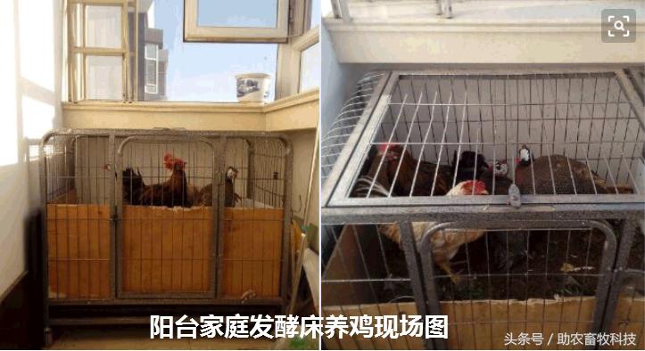 阳台养鸡发酵床注意事项,夏天阳台养鸡用发酵床养鸡可以吗