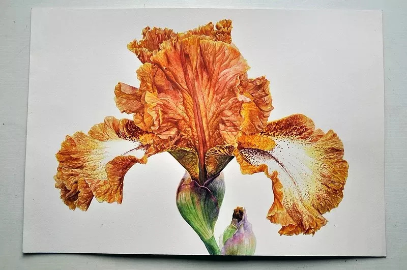 她画的超写实水彩花卉美到窒息,让人惊艳的水彩画